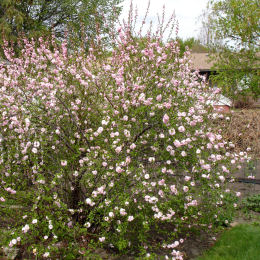 Amendoeira da china, Amendoeira de flores